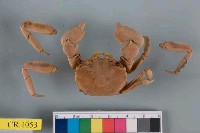 藏品(臺灣厚蟹)的圖片